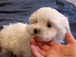 Bichón Maltés perros - Anuncio 20