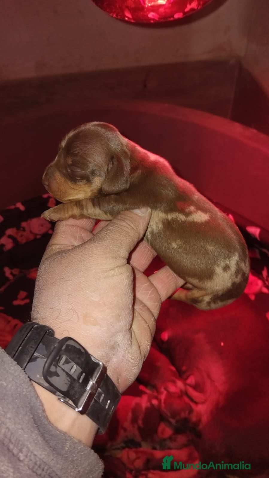 Teckel Miniatura perros Hembras teckel arlequín choco kaninchen - Anuncio 1