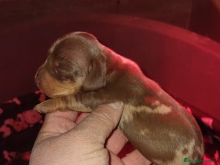 Teckel Miniatura perros Hembras teckel arlequín choco kaninchen - Anuncio 1