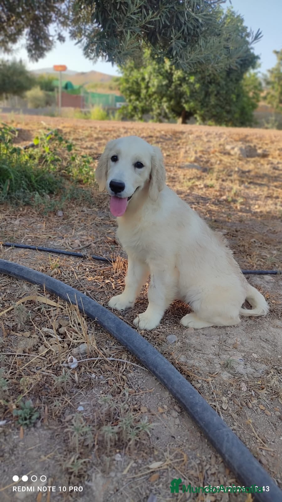 Golden Retriever perros GOLDEN RETRIEVER  - Anuncio 6