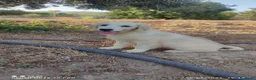 Golden Retriever perros en venta: GOLDEN RETRIEVER  - Anuncio 1