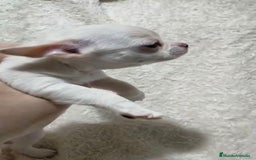 Chihuahua perros en venta: Impresionantes chihuahuas toy hembras - Anuncio 5