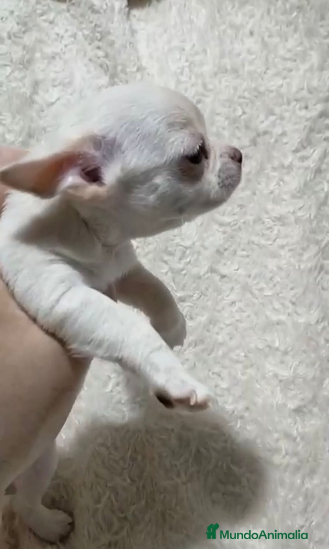 Chihuahua perros en venta: Impresionantes chihuahuas toy hembras - Anuncio 5