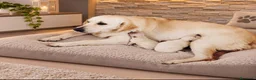 Golden Retriever perros en venta: Golden Retriever  - Anuncio 2