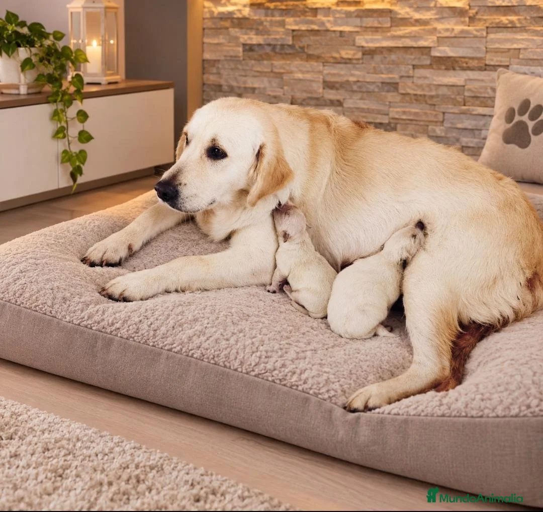 Golden Retriever perros en venta: Golden Retriever  - Anuncio 2