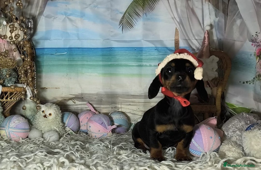 Teckel perros en venta: Teckel kanichen  - Anuncio 6