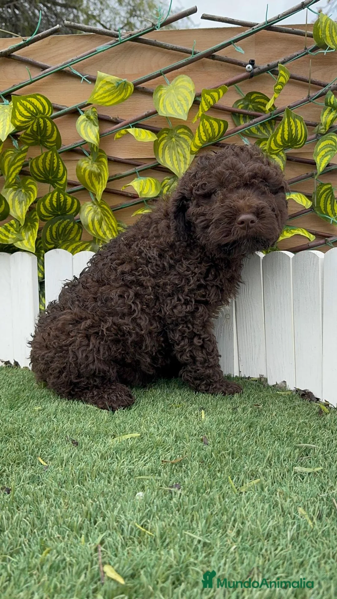 Perro de Agua Español perros en venta: PERRO DE AGUA MACHO - Anuncio 4