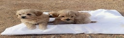 Maltipoo perros en venta: LINDAS HEMBRITAS DE MALTIPOOS - Anuncio 3