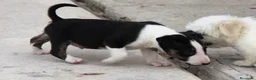 Bull Terrier perros en venta: Bull Terrier  - Anuncio 27