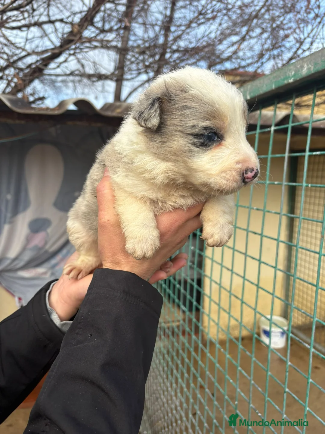 Border Collie perros en venta: Cachorro macho border collie merle  - Anuncio 8