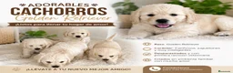 Golden Retriever perros en venta: CACHORROS DISPONIBLES GOLDEN RETRIEVER - Anuncio 1