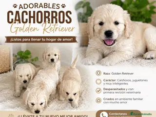 Golden Retriever perros CACHORROS DISPONIBLES GOLDEN RETRIEVER - Anuncio 1