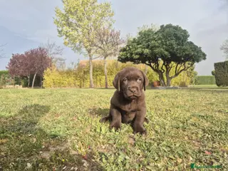 Labrador Retriever perros LABRADOR CHOCOLATE - Anuncio 1