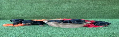 Teckel 2