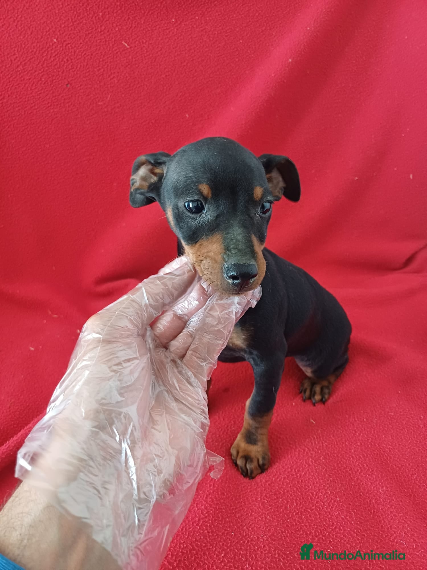 Pinscher Miniatura perros Pincher Mini  - Anuncio 1