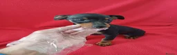 Pinscher Miniatura perros en venta: Pincher Mini  - Anuncio 1