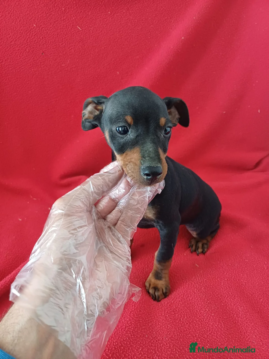 Pinscher Miniatura perros en venta: Pincher Mini  - Anuncio 1