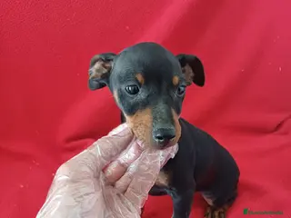 Pinscher Miniatura perros Pincher Mini - Anuncio 25