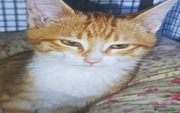 Otras razas gatos en adopcion: Cachorros en adopción  - Imagen 1