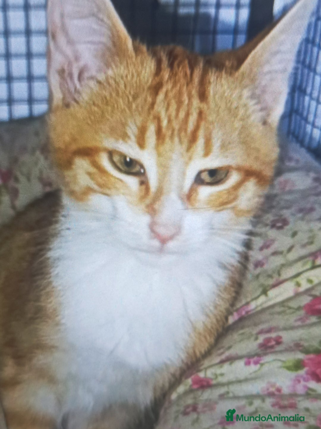 Otras razas gatos en adopcion: Cachorros en adopción  - Imagen 1