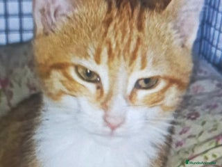 Otras razas gatos - Anuncio 6