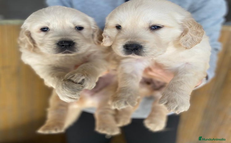 Golden Retriever perros - Anuncio 3