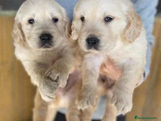 Golden Retriever perros - Anuncio 6