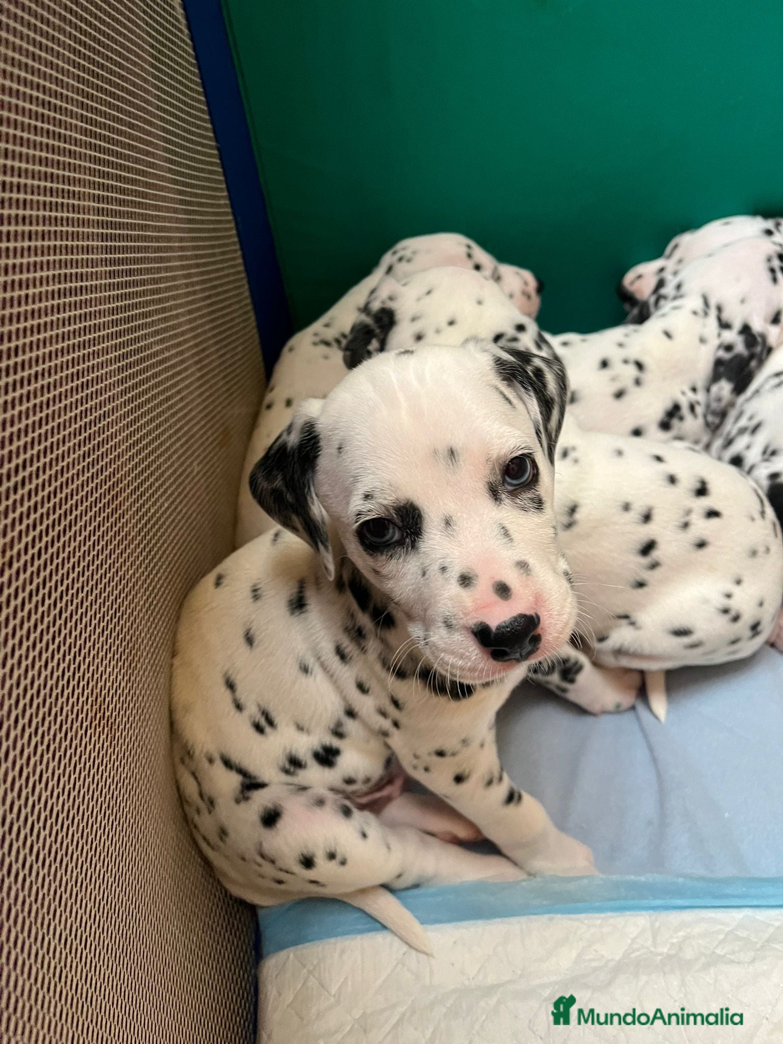 Dálmata perros Dálmatas disponibles - Anuncio 2