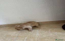 Yorkshire Terrier perros en venta: YORSHIRE - Imagen 4