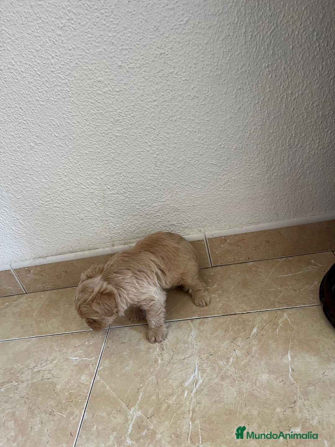 Yorkshire Terrier perros en venta: YORSHIRE - Imagen 4