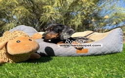 Teckel Miniatura perros en venta: CACHORROS DE TECKEL - Imagen 2