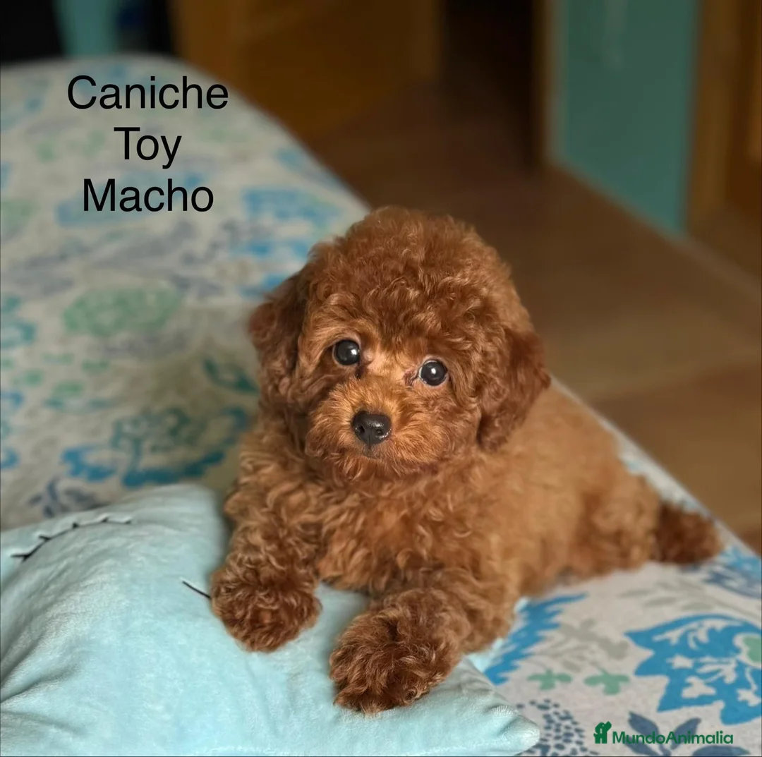 Caniche Toy perros en venta: Caniche toy Macho muy bonito y pequeño !! - Anuncio 2