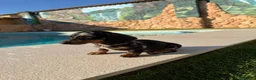 Teckel perros en venta: Teckel kaninchen - Anuncio 3