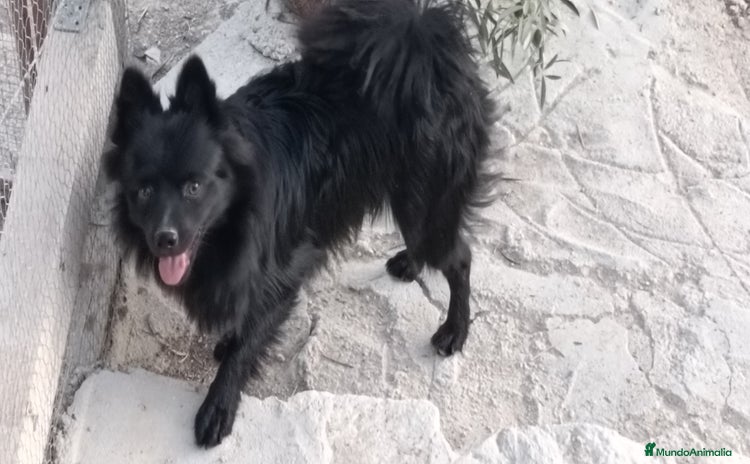 Pomerania perros - Anuncio 3