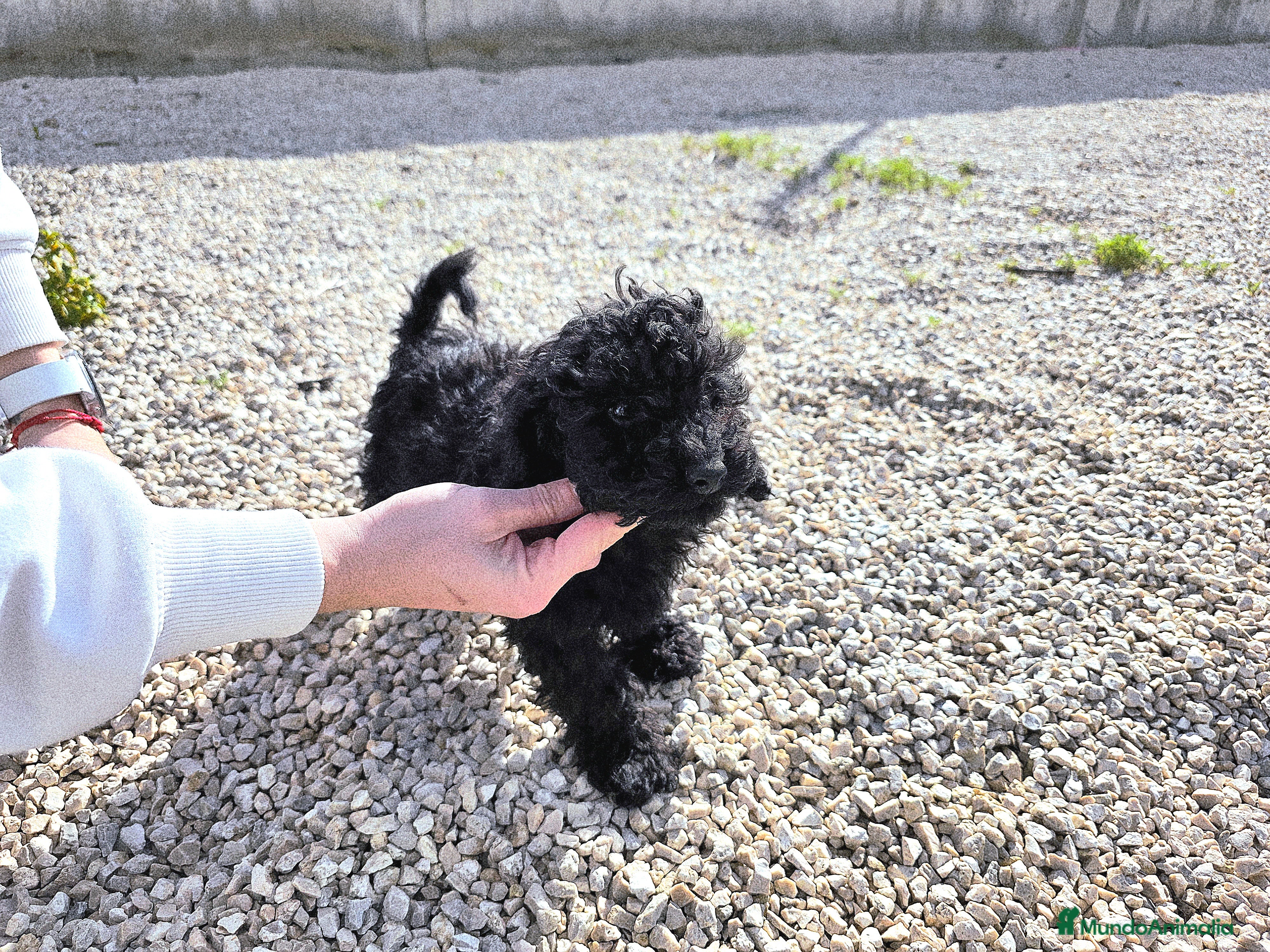 Caniche Toy perros Caniche toy macho negro - Anuncio 1