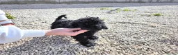 Caniche Toy perros en venta: Caniche toy macho negro - Anuncio 1