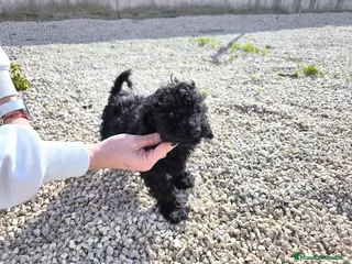 Caniche Toy perros Caniche toy macho negro - Anuncio 1