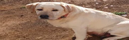 Labrador Retriever perros en venta: Cachorros Labrador Retriever - Anuncio 1