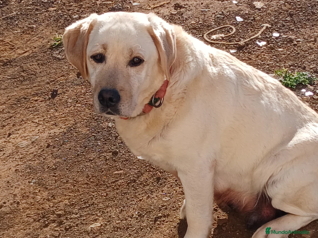 Labrador Retriever perros en venta: Cachorros Labrador Retriever - Anuncio 1