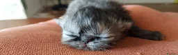 Persa gatos en venta: Persas en Jaén - Anuncio 10