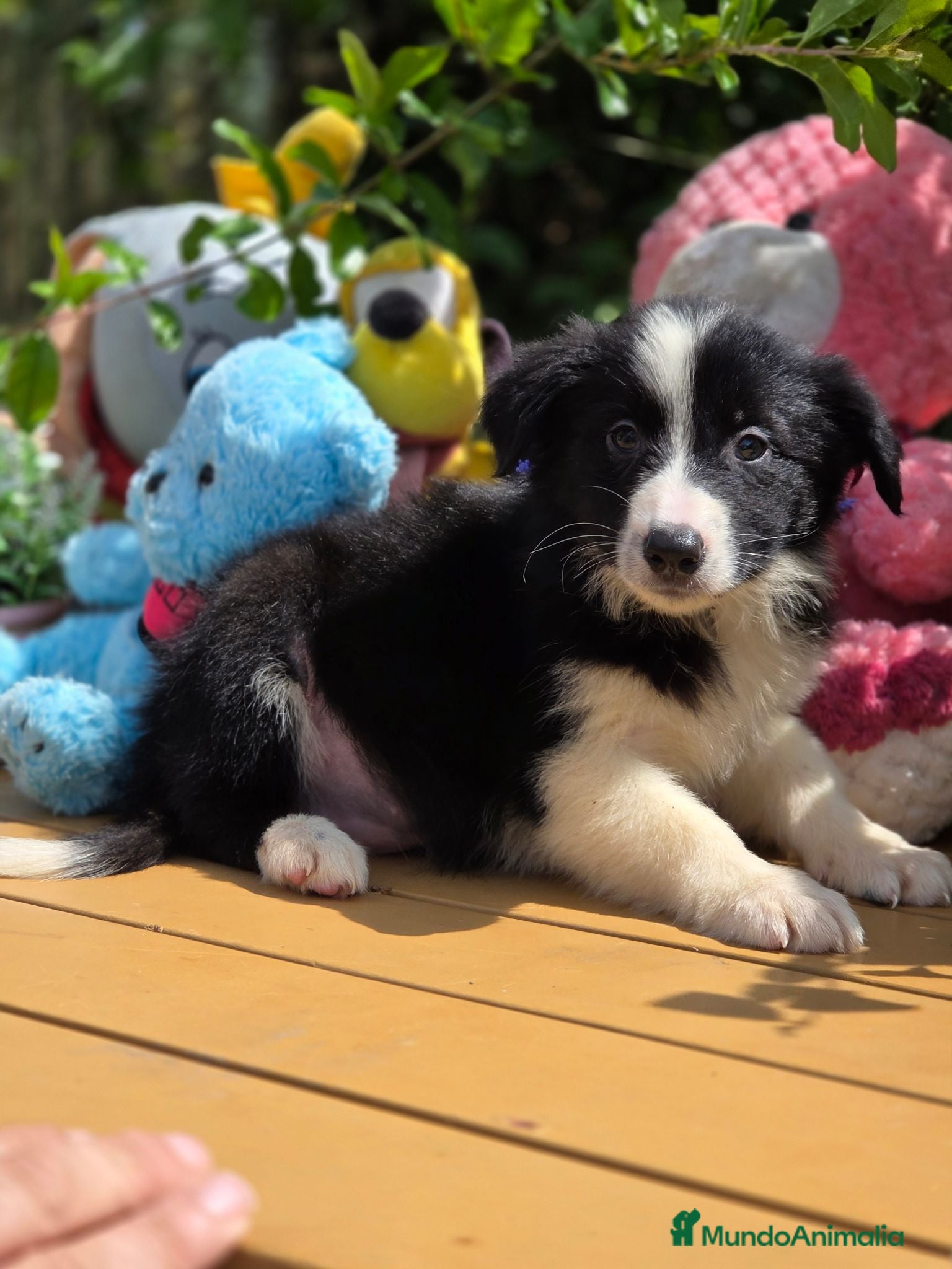 Border Collie perros Border collie hembra - Anuncio 6