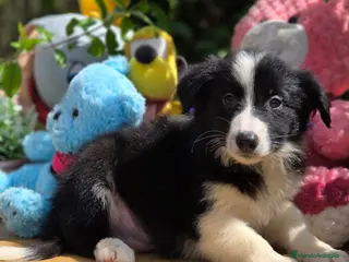 Border Collie perros Border collie hembra - Anuncio 6