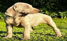 Braco de Auvernia perros en venta: Camada Braco de Weimar - Imagen 4