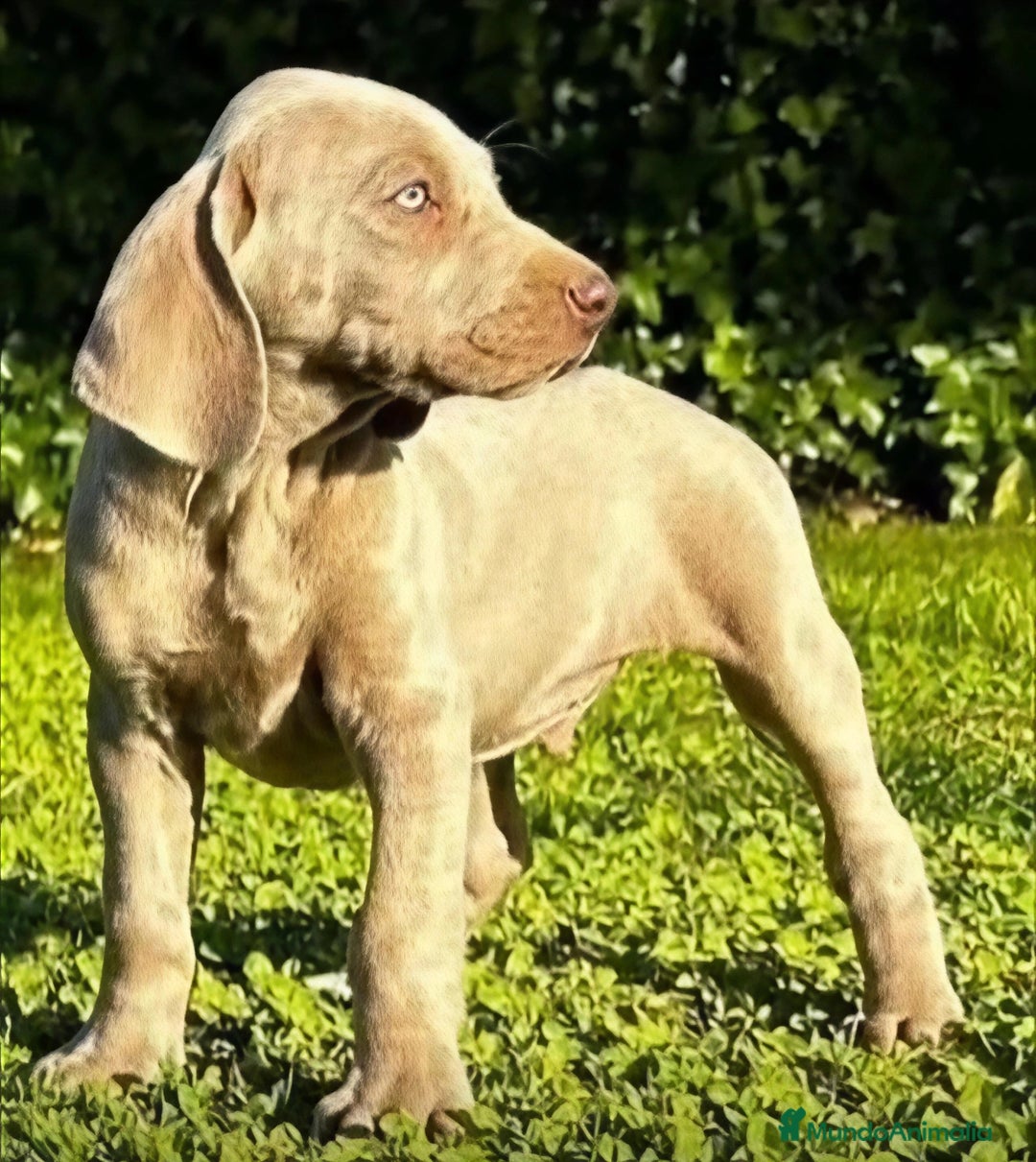 Braco de Auvernia perros en venta: Camada Braco de Weimar - Imagen 4