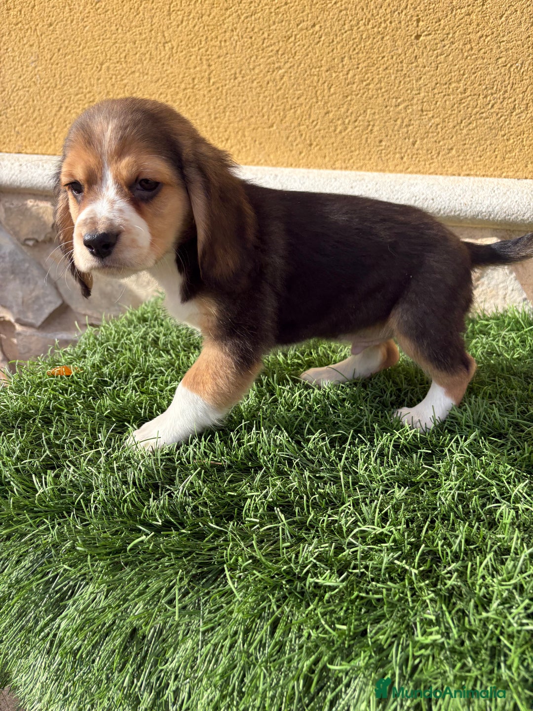 Beagle perros en venta: Espectacular cachorro de Beagle - Anuncio 11