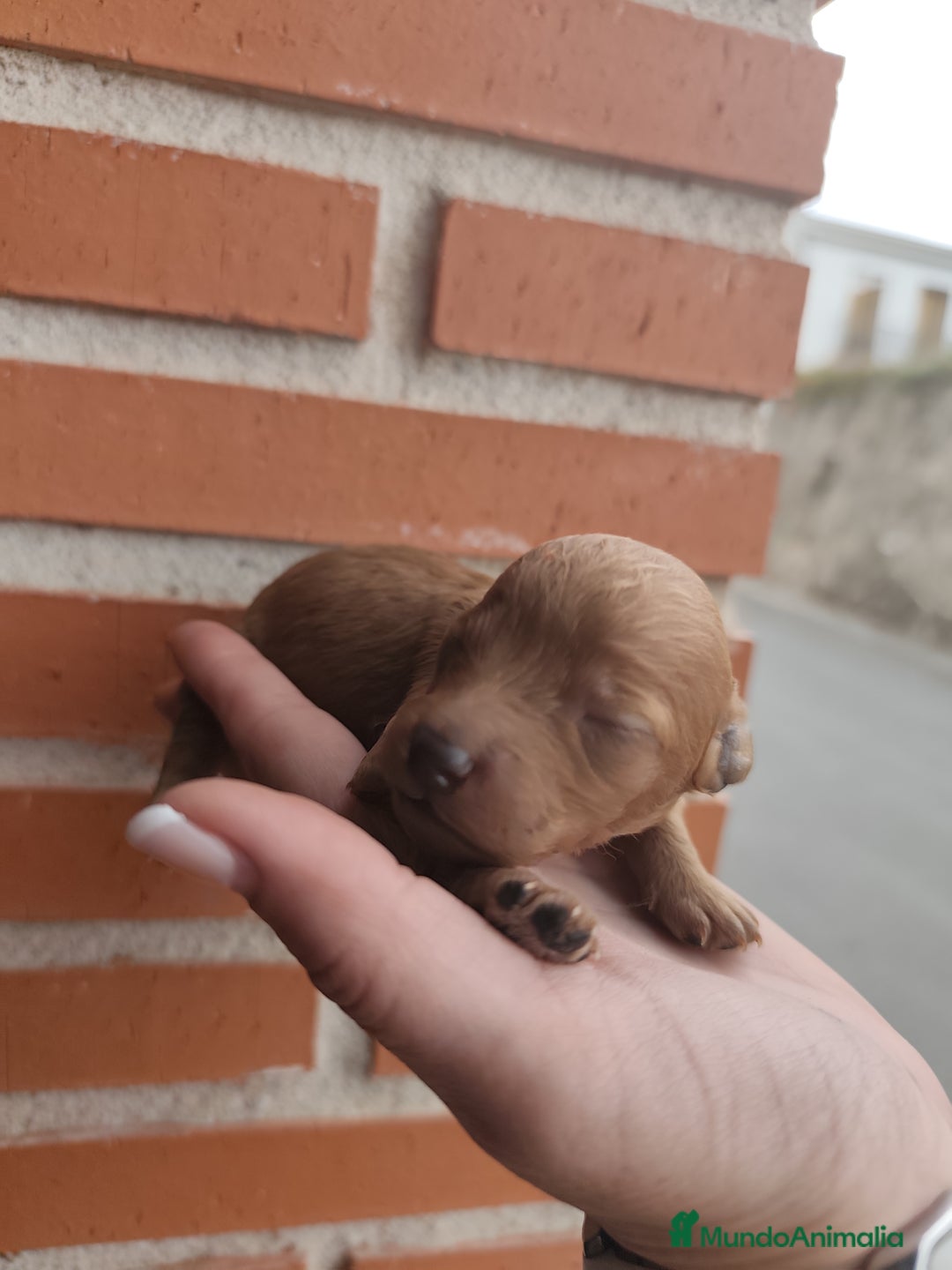 Caniche Toy perros en venta: Cachorritos Caniche Toy Rojo  - Imagen 9