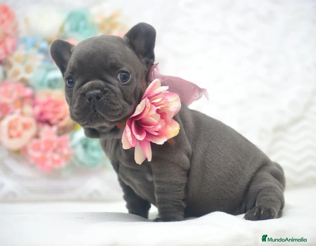 Bulldog Francés perros en venta: bulldog frances  - Anuncio 2