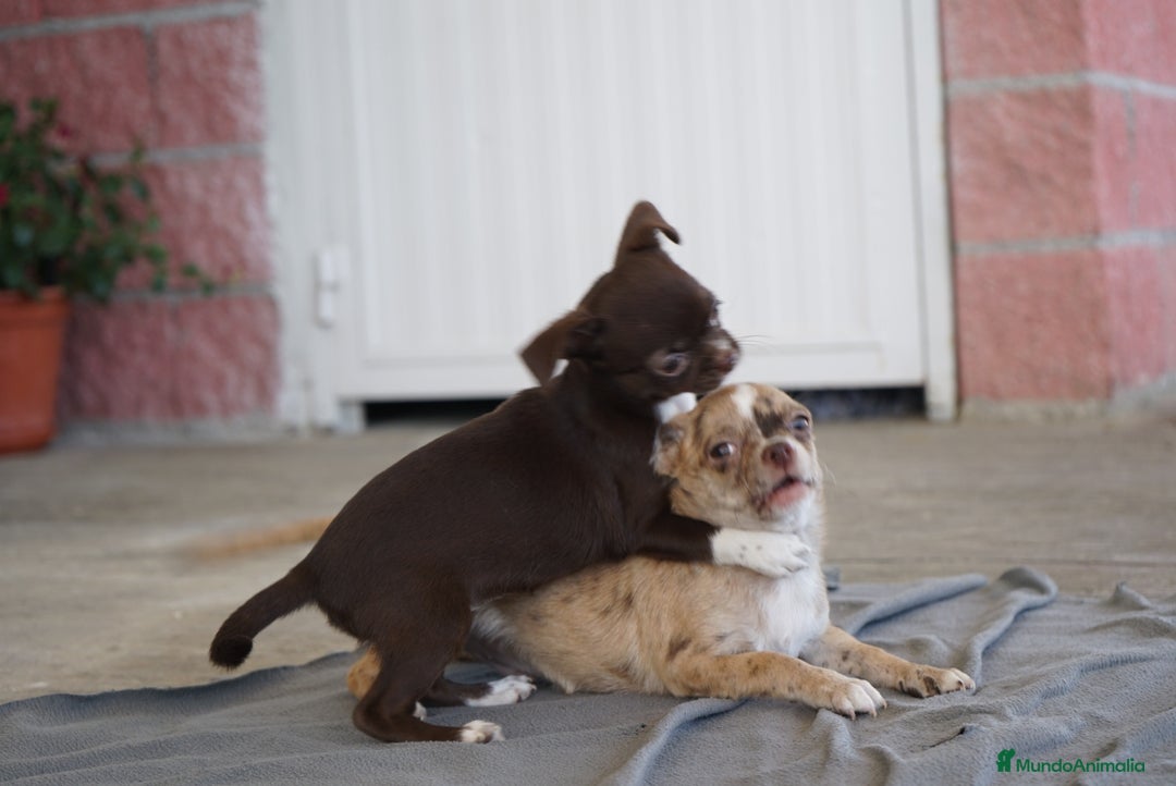 Chihuahua perros en venta: 🌈 Chihuahuas únicos: Luxor, Ronda y Paddy - Imagen 14