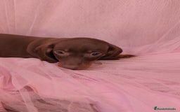 Teckel Miniatura perros en venta: Teckel chocolate kanichen hembra  - Anuncio 7