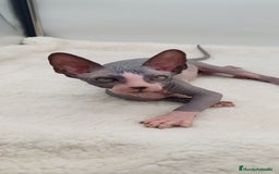 Sphynx gatos en venta: Precioso machito bicolor  - Anuncio 4